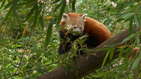 Red panda Stock Footage 5366169