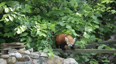 Red panda Stock Footage 7730510