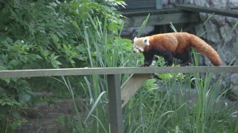 Red panda Stock Footage 7736026