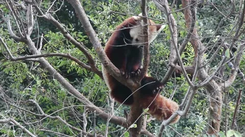 Red panda Stock Footage