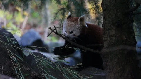 Red Panda Stock Footage 32550484