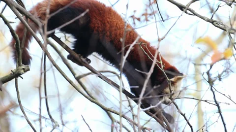 Red Panda Stock Footage 32550524