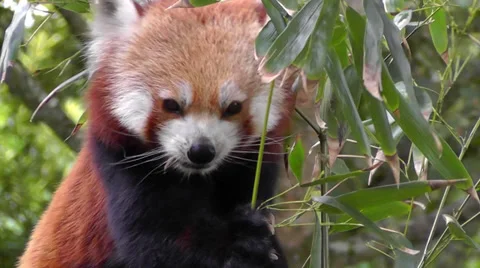 Red Panda Stock Footage 34446805
