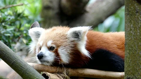 Red panda Stock Footage 55868643
