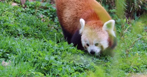 Red Panda Stock Footage 89124081