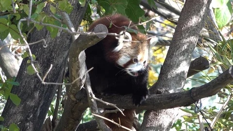 Red panda Stock Footage 120341841