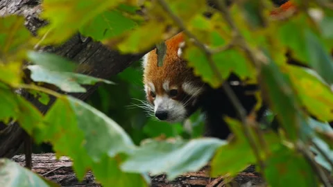 Red panda Stock Footage 132471336