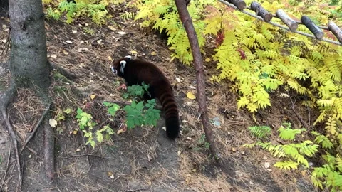Red panda Stock Footage 132509722