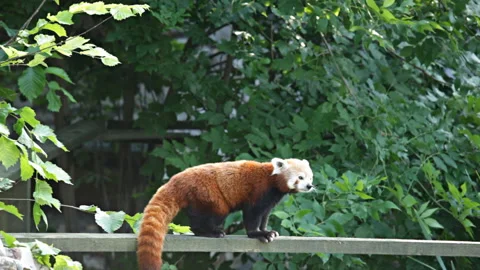 Red panda Video stock 150680771