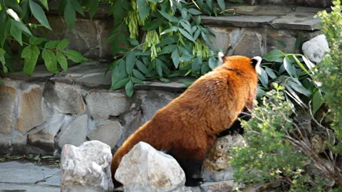 Red panda Video stock 150680778