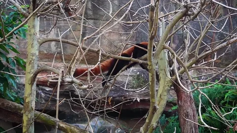 The Red Panda Stock Footage 255755261