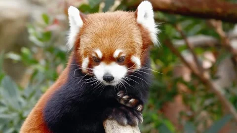 Red Panda Stock Footage 310864161