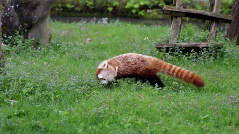 Red Panda Foraging and Eating on Grass inside Pairi Daiza Zoo Belgium Handheld Stock Footage 338372396