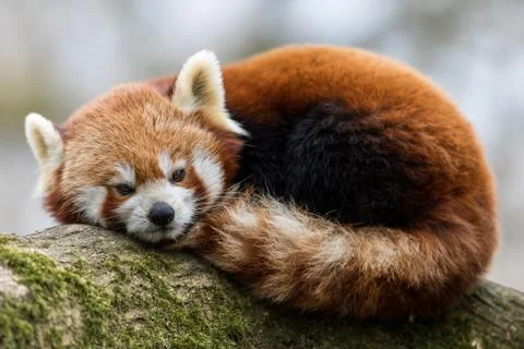 Red panda in the forest Stock Photos