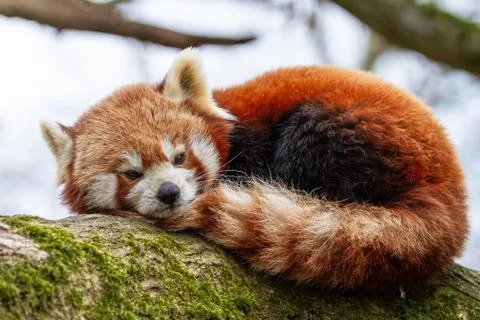 Red panda in the forest Stock Photos