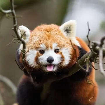 Red panda in the forest Stock Photos
