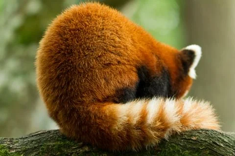 Red panda in the forest Stock Photos