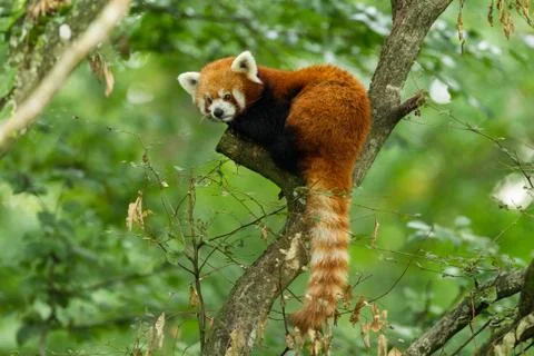 Red panda in the forest Stock Photos