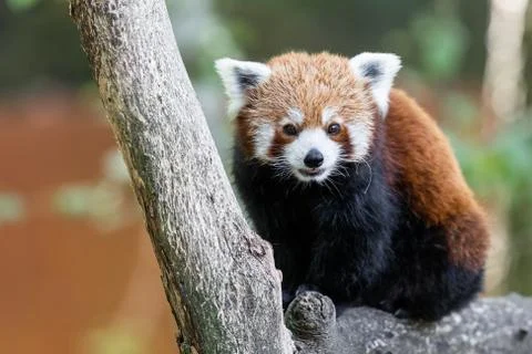 Red panda in the forest Stock Photos