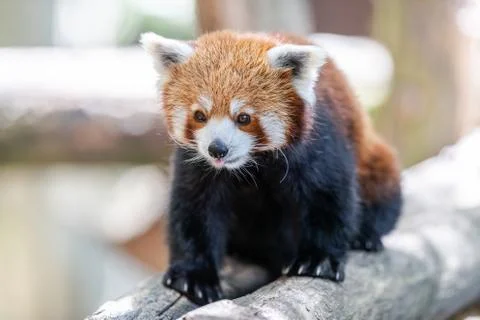 Red panda in the forest Stock Photos