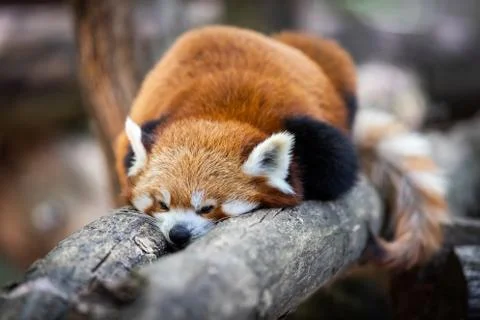 Red panda in the forest Stock Photos