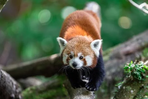 Red panda in the forest Stock Photos