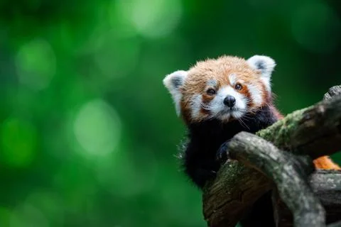 Red panda in the forest Stock Photos