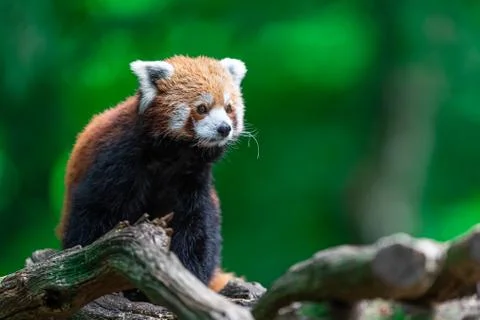 Red panda in the forest Foto stock