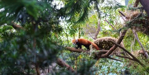A red panda in the forest Stock Photos