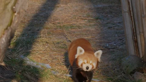 Funny Red Panda Stock Video Footage Royalty Free Funny Red Panda Videos Pond5