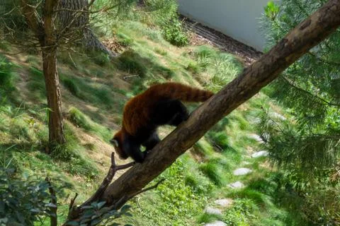 Red panda goes down on a trunk 스톡 사진