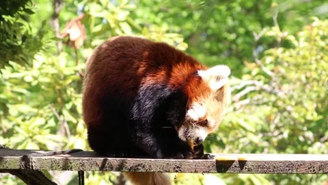 Red Panda Grabbing and Eating an Apple Stock Footage 332458506
