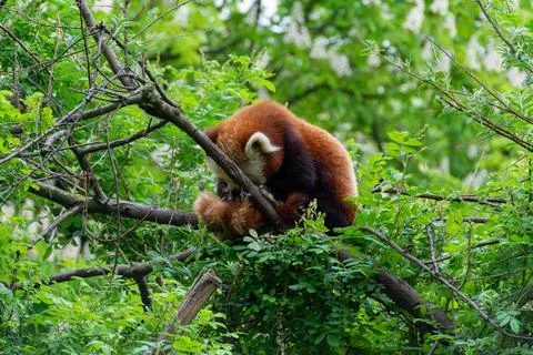 Red panda grooming on a tree Stock Photos