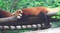 Red Panda Hangs Out On Wood Shelter 4K 4k or 4k+ Resolution