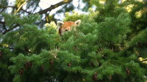The red panda hid in the branches of a pine tree and chewed something. Stock Footage 252152517