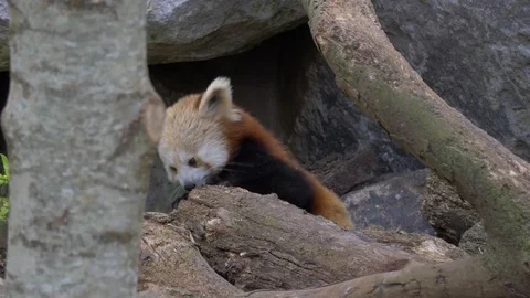 Red Panda hiding 動画素材 76843158