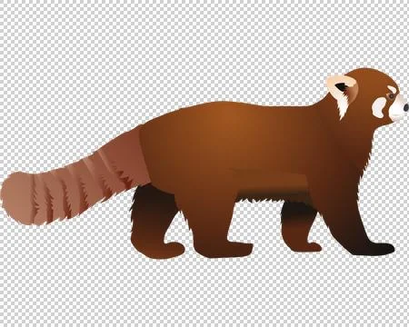 Red panda Illustrazione stock