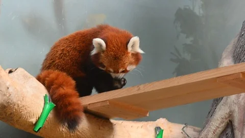 Red panda indoors Stock Footage 89746354