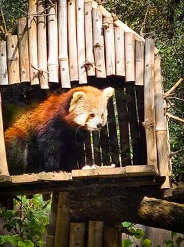 Red panda in Jerusalem zoo Israel Stock Photos