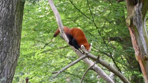 Red panda (latin name Ailurus fulgens) is hiking on the tree. Stock Footage 106203004