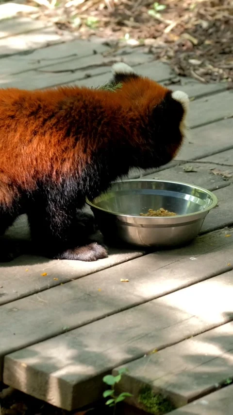 Red panda lesser panda Stock Footage 277148277