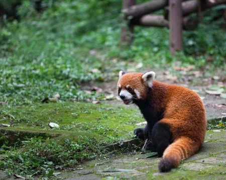 Red panda (lesser panda) posing with tongue out in Research Base of Giant Pan Stock Photos