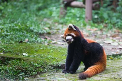 Red panda (lesser panda) posing with tongue out in Research Base of Giant Pan Stock Photos