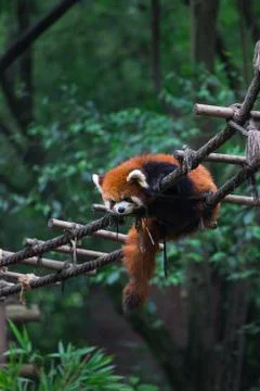 Red panda (lesser panda) resting on small wood rope bridge in Research Base o Stock Photos