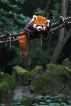 Red panda (lesser panda) resting on small wood rope bridge in Research Base o Stock Photos