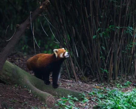 Red panda (lesser panda) walking around in Research Base of Giant Panda Breed Stock Photos