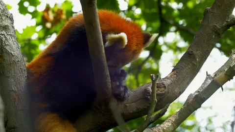 Red Panda licking and biting its paw in tree Stock Footage 114598162