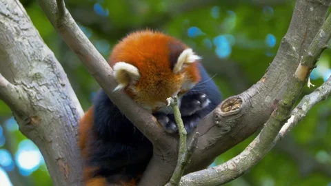 Red Panda licking and biting its paw in tree Video stock 114601425