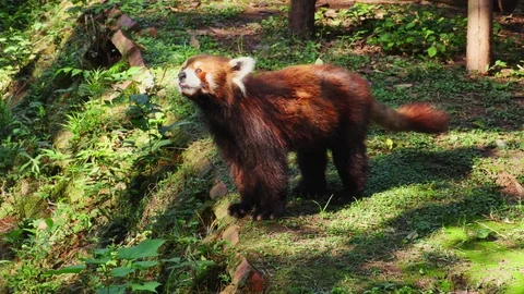 The red Panda listens and sniffs the air, zoo, China Stock Footage 98879642