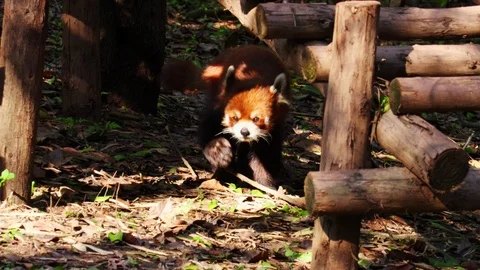 The red Panda listens and sniffs the air, China Stock Footage 98880863